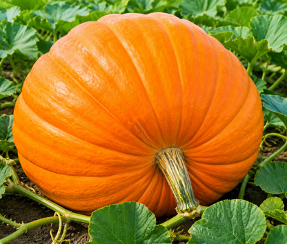 Sweet Cream Pumpkin Seeds